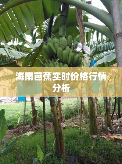 海南芭蕉实时价格行情分析