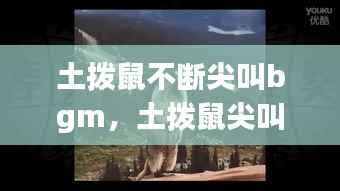 土拨鼠不断尖叫bgm，土拨鼠尖叫的视频 
