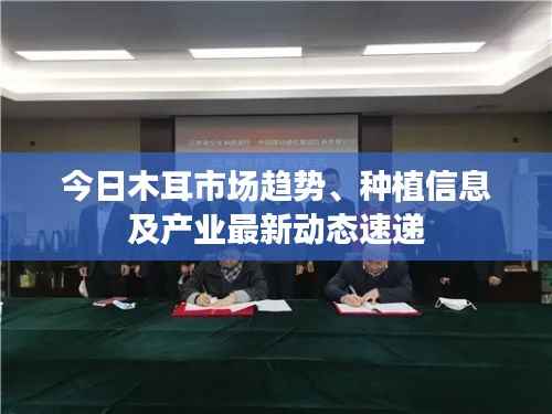 今日木耳市场趋势、种植信息及产业最新动态速递