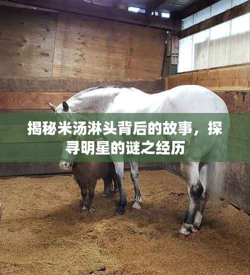 揭秘米汤淋头背后的故事,探寻明星的谜之经历