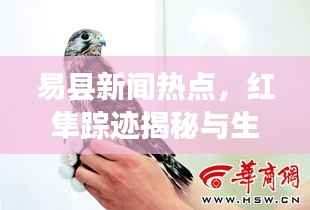 易县新闻热点,红隼踪迹揭秘与生态保护的重要性