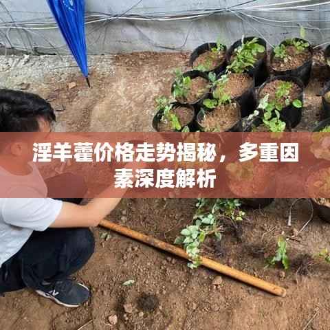 淫羊藿价格走势揭秘,多重因素深度解析