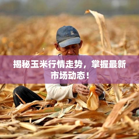 揭秘玉米行情走势,掌握最新市场动态!