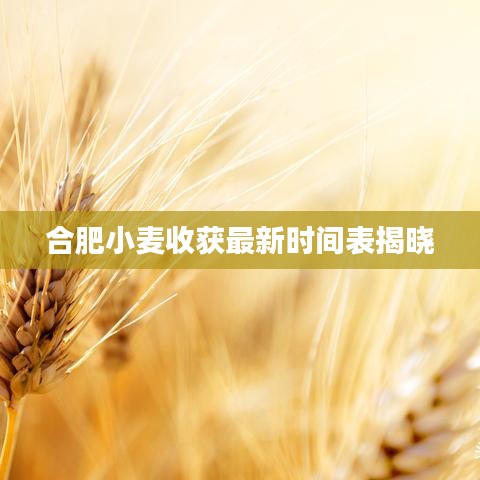 合肥小麦收获最新时间表揭晓