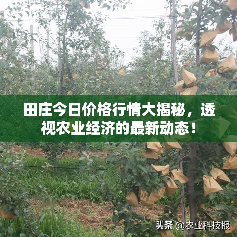 田庄今日价格行情大揭秘,透视农业经济的最新动态!