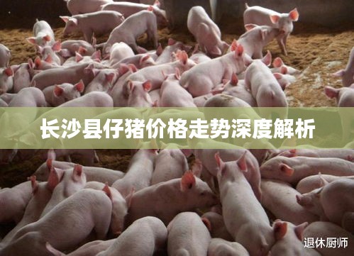 长沙县仔猪价格走势深度解析