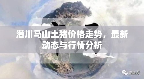 潜川马山土猪价格走势,最新动态与行情分析